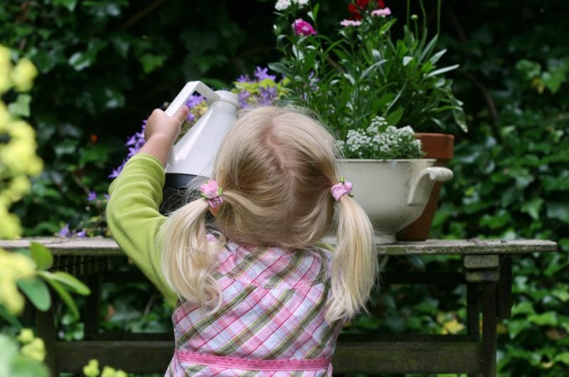 Two and a half years old girl watering the plants with a watering can. The flowers and girl catch a litlle light while the background is a very dark fence of ivy.