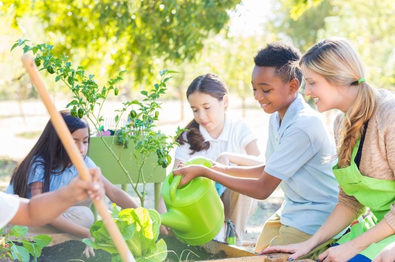 Diverse group of Caucasian, African American, and Hispanic elementary age children are using watering cans and gardening tools to plant vegetables in school garden during outdoor science class. Mid adult Caucasian female teacher is wearing green apron and assisting children. Students are wearing private school uniforms.